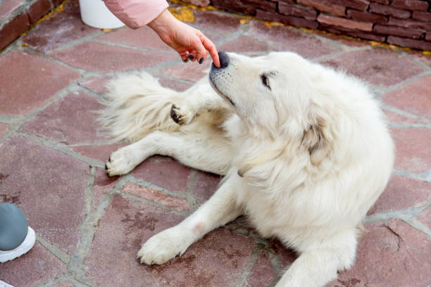 istock A pretty woman is walking her dog 1124789895