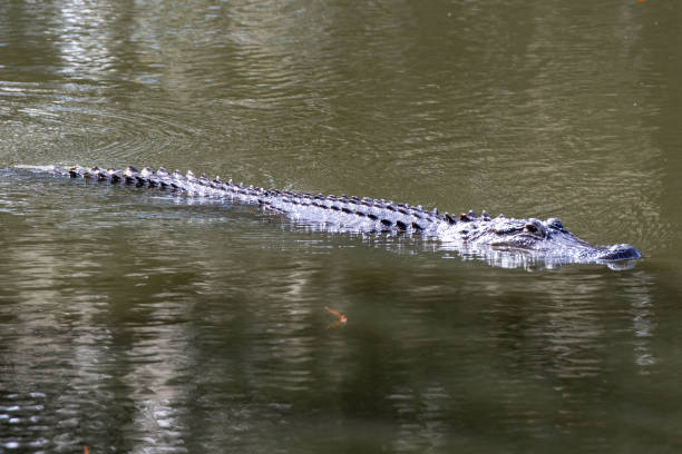 istock North American Alligator swimming in a lake 1124789961