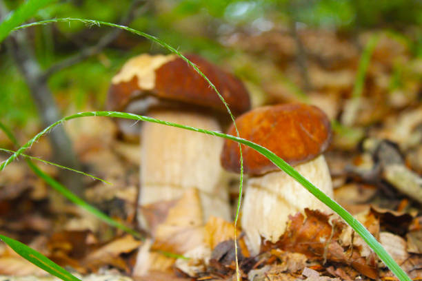 Boletus edulis (cep, porcino or king bolete, usually called porcini mushroom) grows on the forest floor among moss and dry fallen leaves at autumn season.