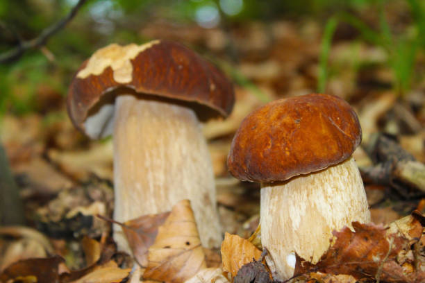 istock Two little Edulis Boletus in the wood 1124790306