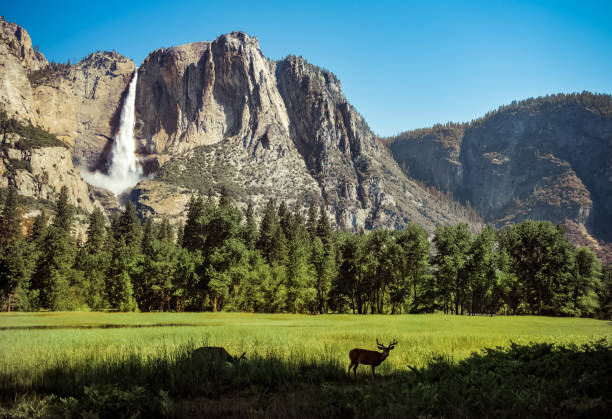 Grazing in Wonderland Hiking around in Yosemite when I came across these two enjoying their morning in a place of beauty yosemite falls stock pictures, royalty-free photos & images