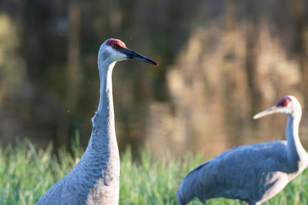istock Close-up of Sandhill Crane 1124792901