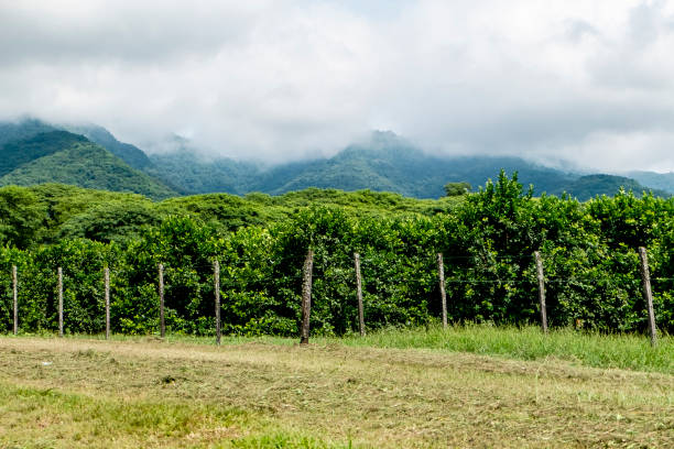 istock Plantation and Orange near mountains 1124793822