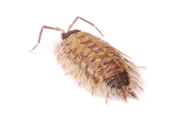 istock Woodlice (Porcellio scaber) isolated 1124795303