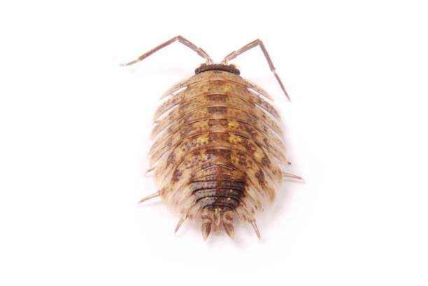istock Woodlice (Porcellio scaber) isolated 1124795815