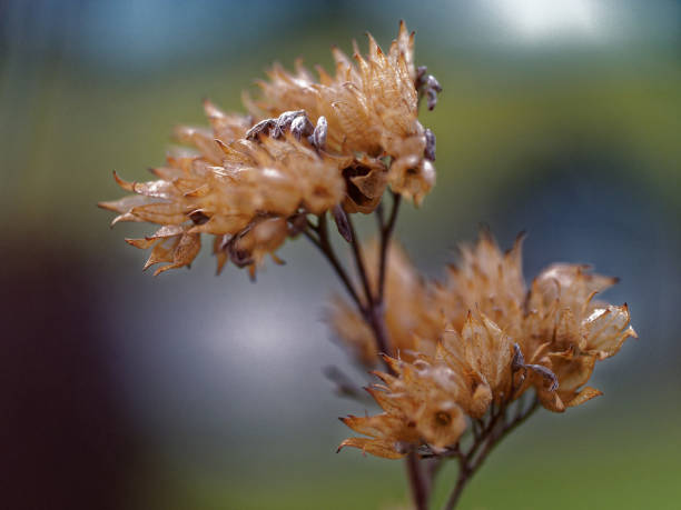 istock withered plant in nature 1124796860