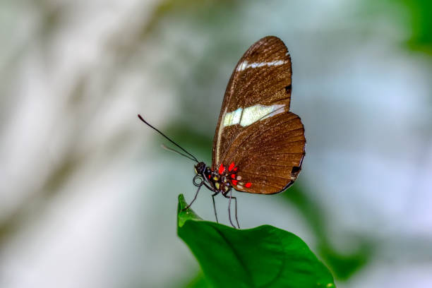istock Beautiful butterfly sitting on flower 1124796980