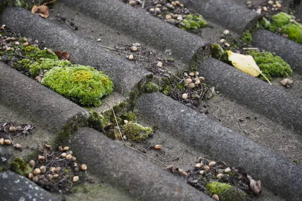 Photo of moss at a roof