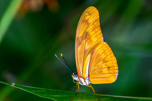 istock Beautiful butterfly sitting on flower 1124797894