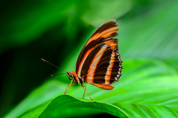 istock Beautiful butterfly sitting on flower 1124799490