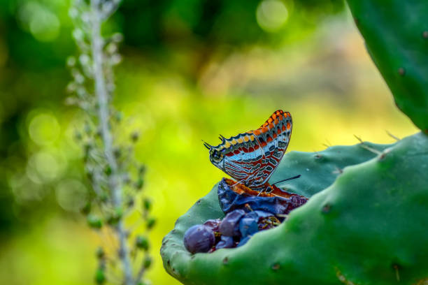 Beautiful butterfly sitting on flower