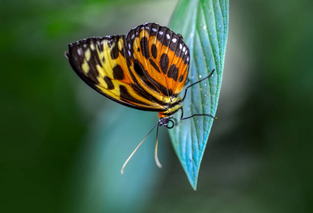 istock Beautiful butterfly sitting on flower 1124801409