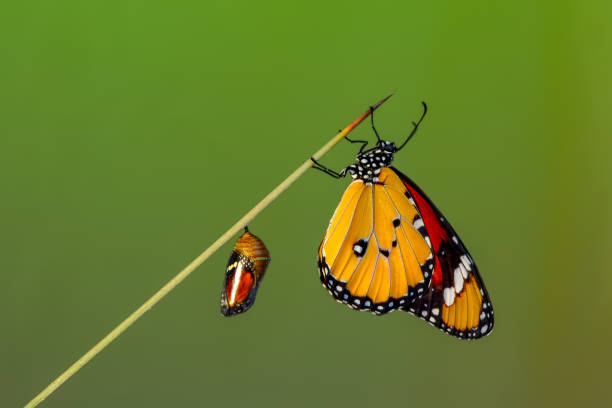 istock Amazing moment ,Monarch butterfly emerging from its chrysalis 1124801839