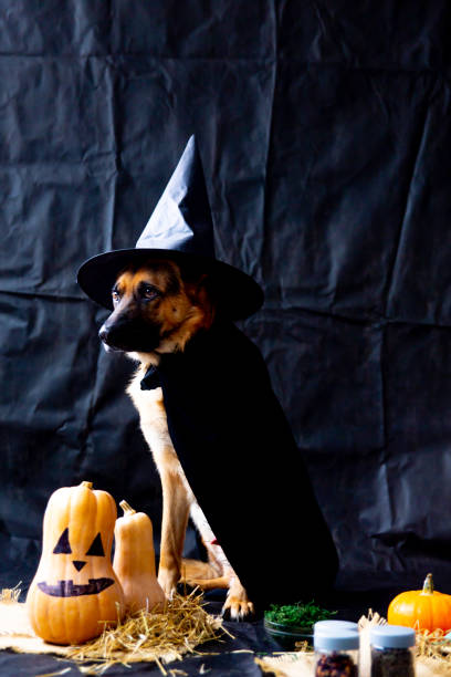 istock cute german shepherd dog in a halloween costume with pumpkins 1124802140