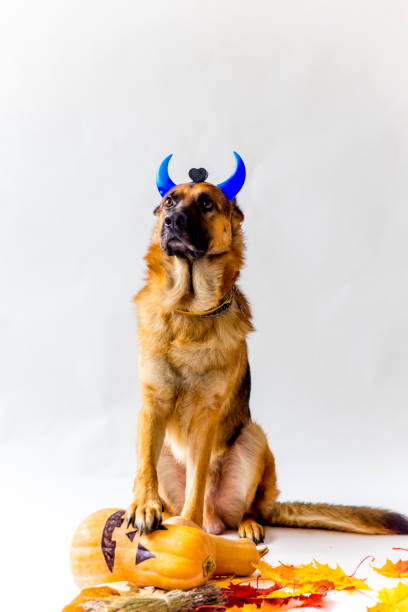 gsd halloween costumes