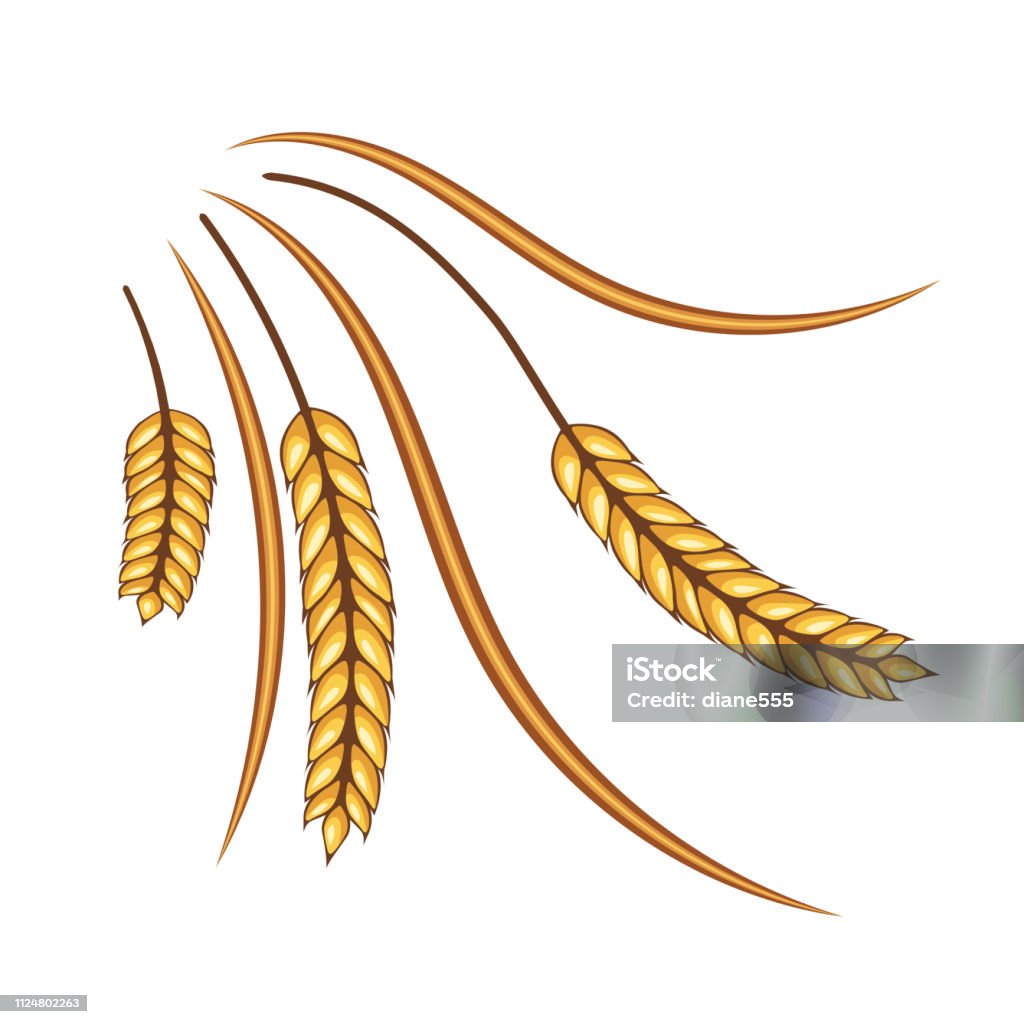 Wheat Design Element Gold Stock Illustration - Download Image Now