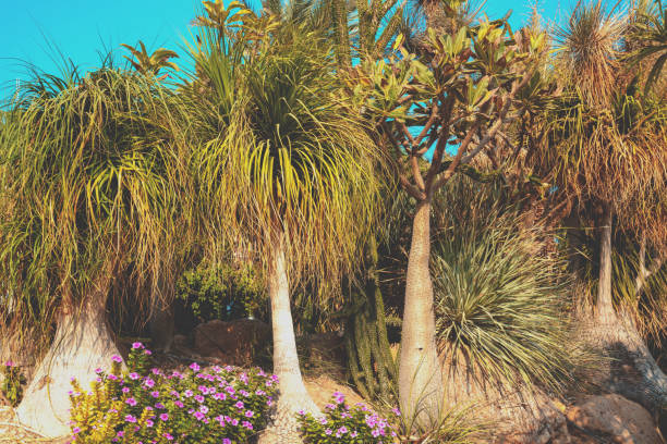 Nolina (Beaucarnea ) and Pachypodium grove