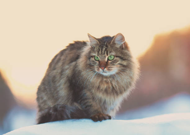 istock Siberian cat sitting on the snow at winter sunset 1124802665