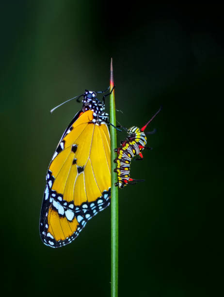 amazing moment ,monarch butterfly emerging from its chrysalis - metamorphism imagens e fotografias de stock