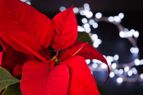 istock Christmas poinsettia with garland 1124804135