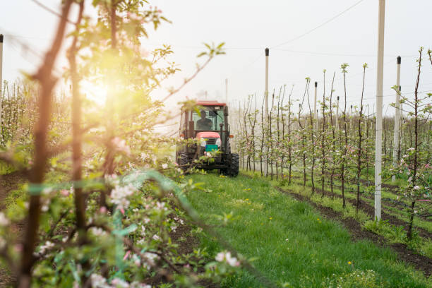 istock Tractor crop sprayer working in apple orchard. Agriculture machinery. 1124806391