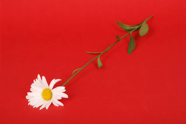 Chamomile flower beautiful and delicate isolated on red background