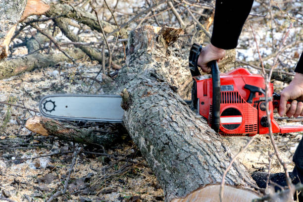 istock A man cuts a chainsaw trunk and branches of a tree. 1124807605