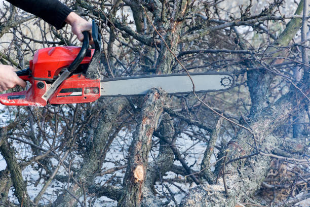 istock A man cuts a chainsaw trunk and branches of a tree. 1124807639