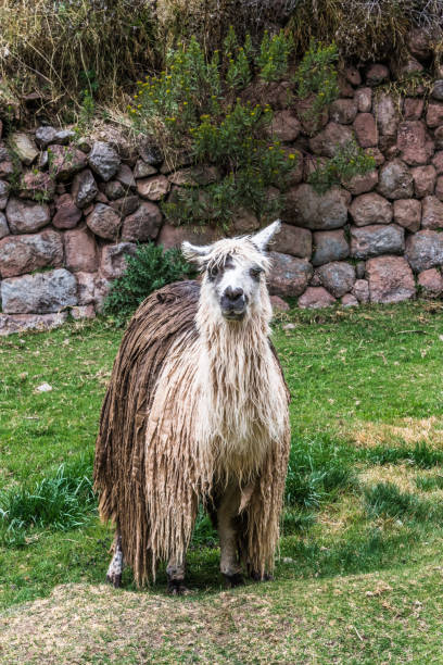 grande alpaca peruviana - block the americas mountain peak plateau foto e immagini stock