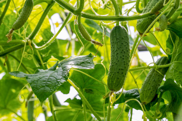 istock Cucumbers growing in the greenhouse. 1124812442