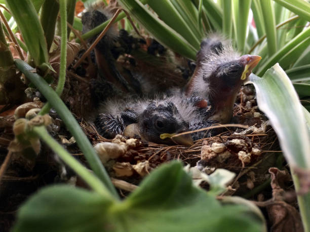 Baby House Finch chicks in hidden nest stock photo