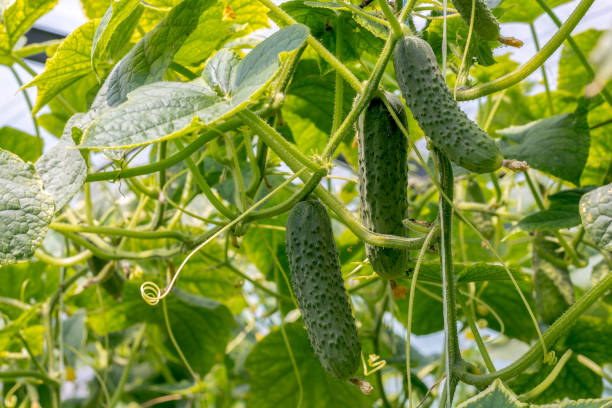Cucumbers growing in the greenhouse. Cucumbers growing in the greenhouse. Flowers and cucumber ovaries. Gherkin, pickles. Close-up. cucumber stock pictures, royalty-free photos & images