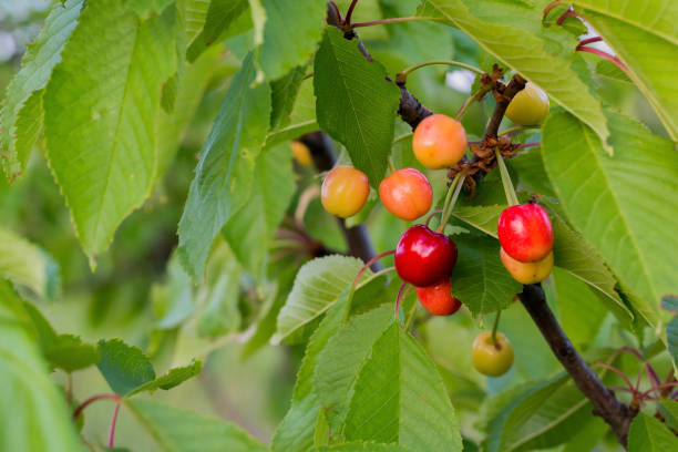 istock A bunch of ripening growing sweet cherry on the tree 1124814196
