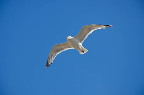 istock Seagull suspended in Midair. 1124816374