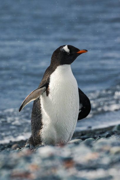 istock Gentoo on the shore of Half Moon Island 1124816570