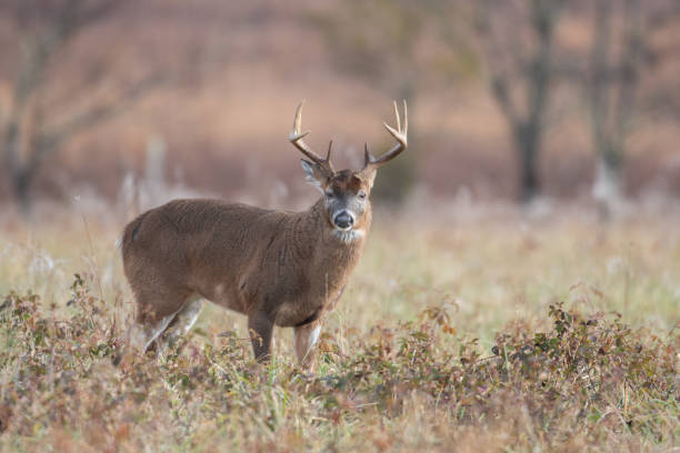 istock White-tailed deer in the meadow 1124816843