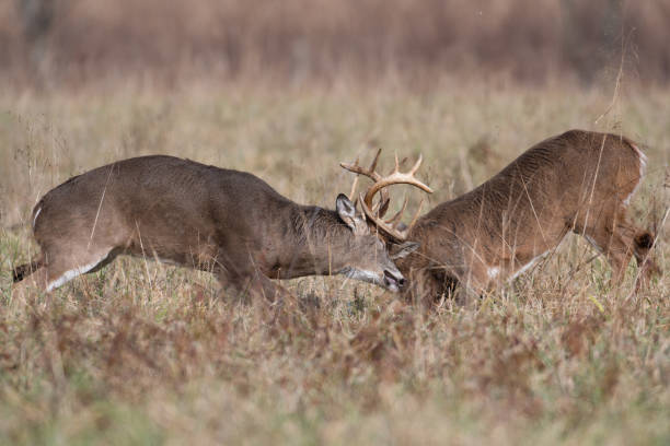 istock White-tailed deer in the meadow 1124816899