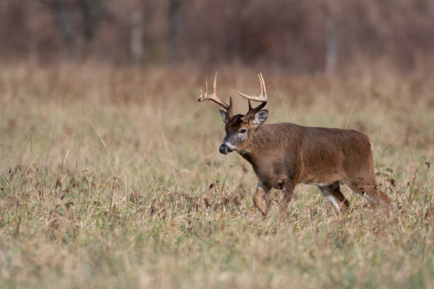 istock White-tailed deer in the meadow 1124816952