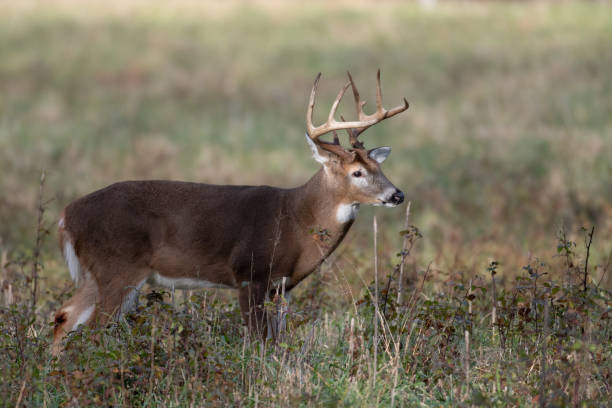 istock White-tailed deer in the meadow 1124817051