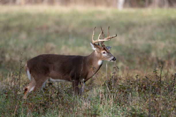 venado de cola blanca en el prado - great smoky mountains national park animal antler stag fotografías e imágenes de stock