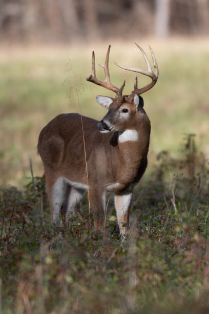 istock White-tailed deer in the meadow 1124817069