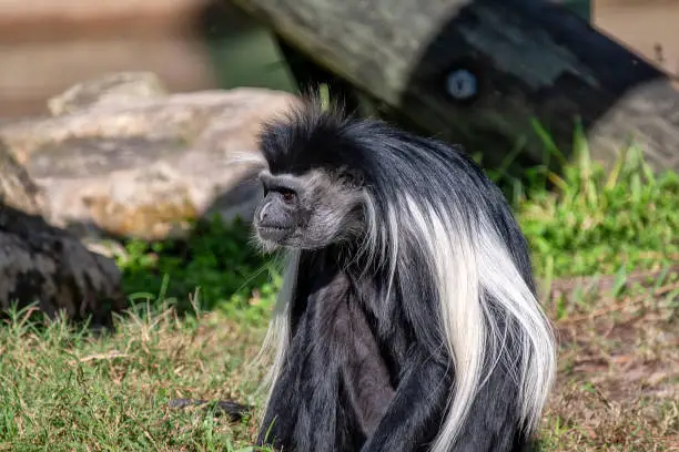 A long hair Colobus monkey