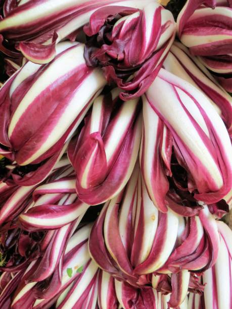 Radicchio