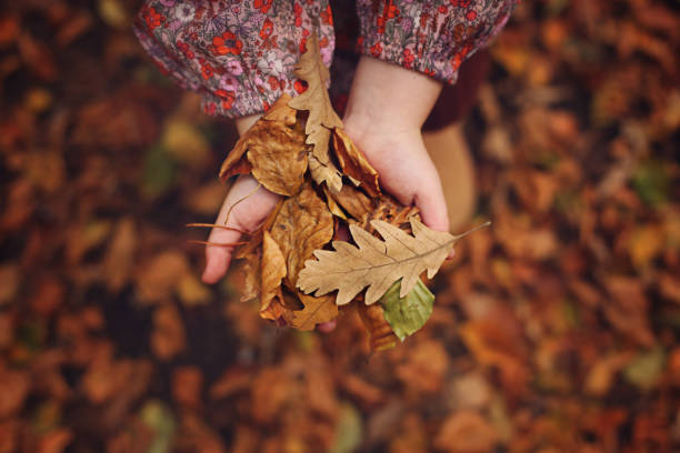 istock Child holding autumn leaves 1124820888