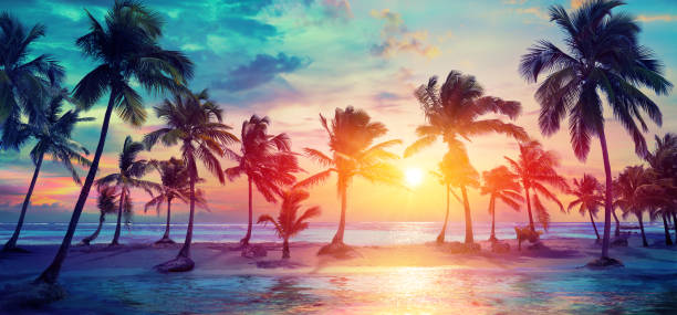 palmen-silhouetten am tropischen strand bei sonnenuntergang - modernen vintage-farben - sonnenuntergang stock-fotos und bilder