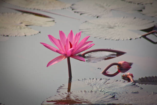 istock lotus flower in lake in Lumbini 1124822421