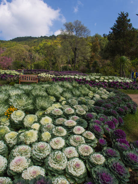 istock Two Angkhang, Chiang Mai. Thailand 1124824137