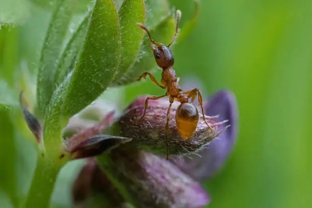 Photo of Ant on flowering