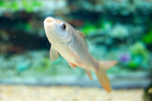 istock Freshwater fishes in aquarium 1124827012