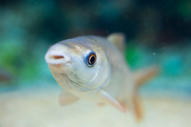 Freshwater fishes in aquarium
